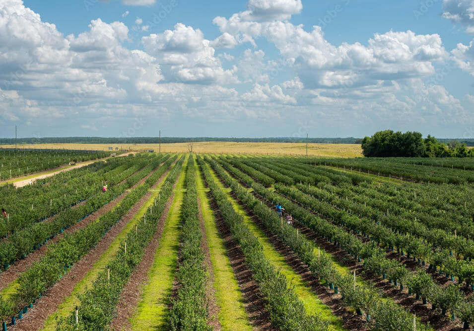 Non-traditional plantations