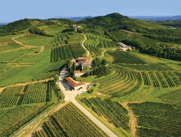 Medium vineyards panorama