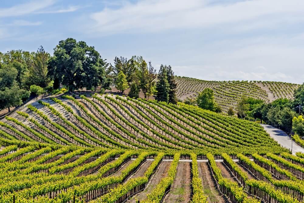 Small vineyards on hillsides